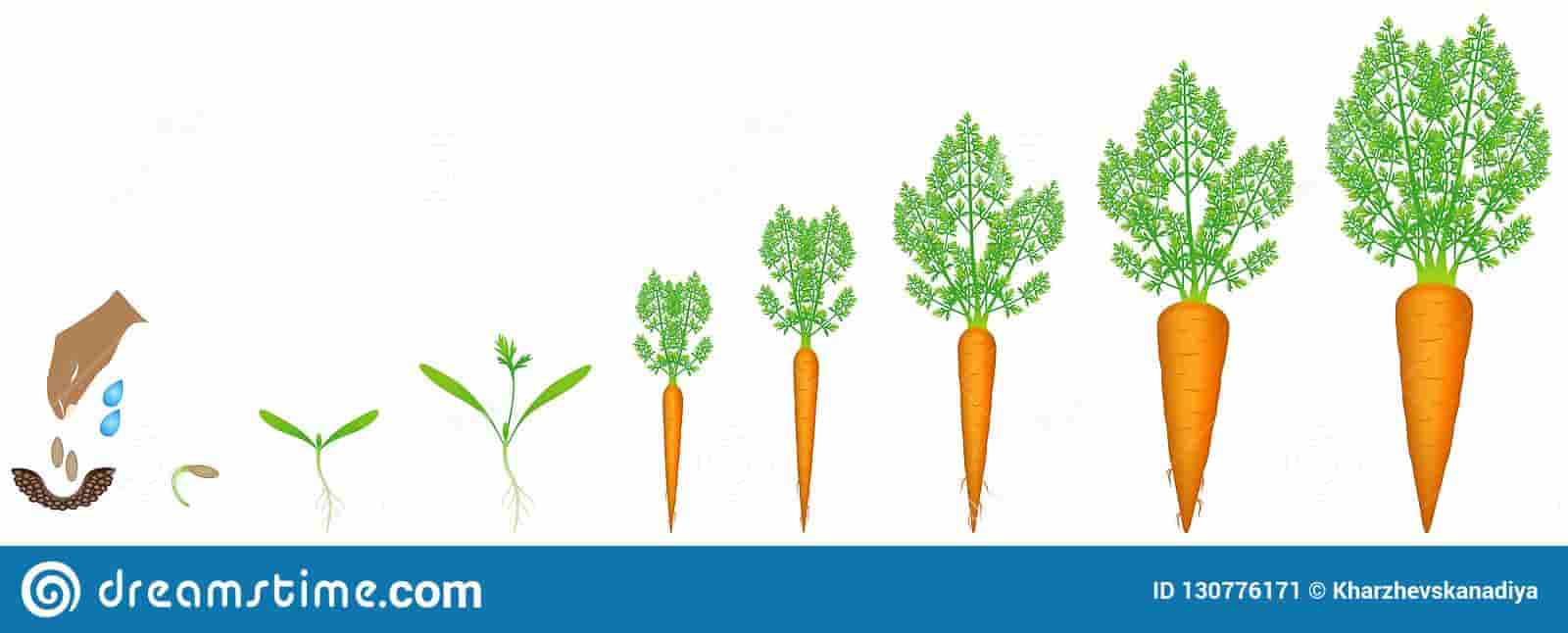 stages-growth-carrot-white-background-beautiful-illustration-130776171