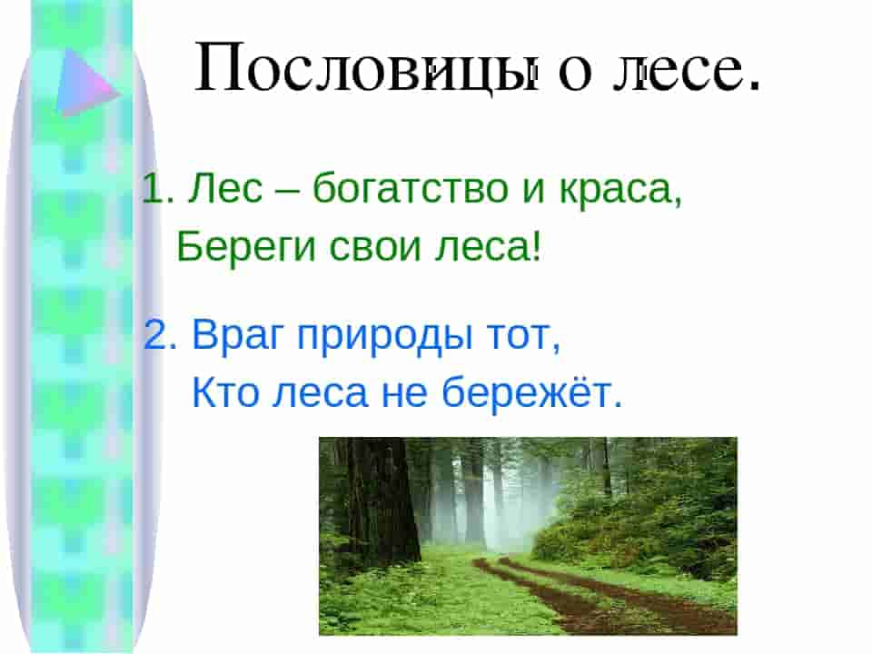 Пословицы о природе. Пословицы о лесе. Пословицы о лисе. Пословицы на тему лес.